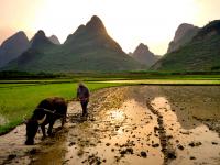 Farmer tending to the fields, Guilin