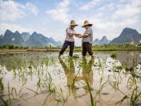 Rice farmers, Yangshuo